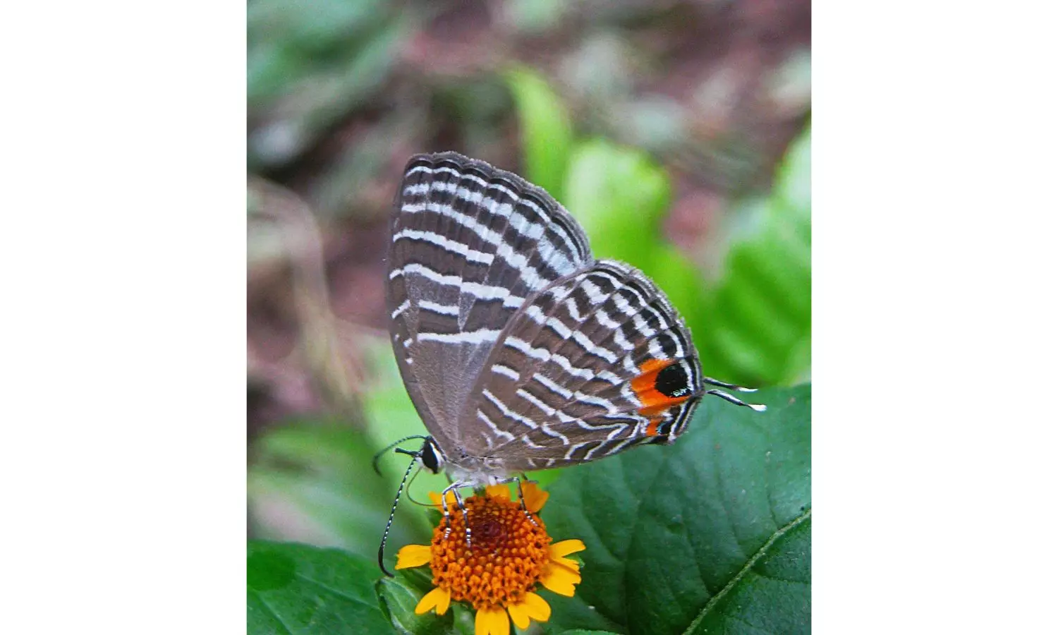 Kaziranga National Park emerges as 2nd butterfly diversity hub with 446 species