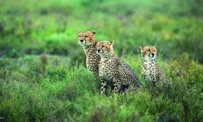 MP-Rajasthan joint panel formed for coordination on cheetah project