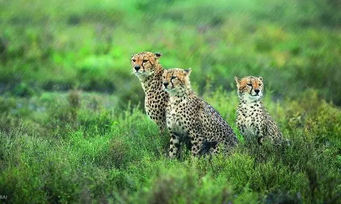 Gandhi Sagar Wildlife Sanctuary to Welcome Cheetahs in 4 Months