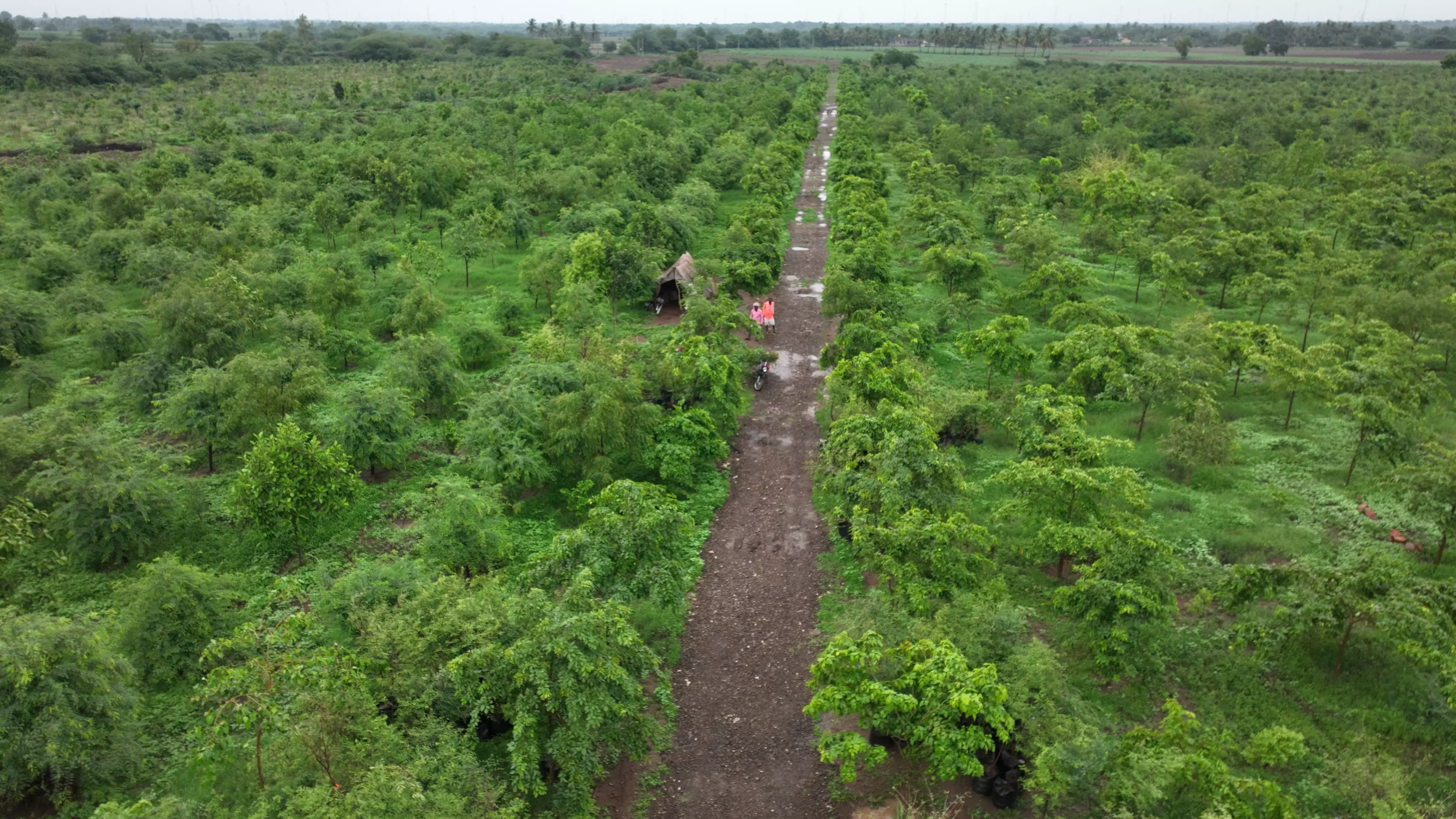 1500-acre in Mamadapura designated as Sri Siddeshwar Swamiji Biodiversity Heritage Site