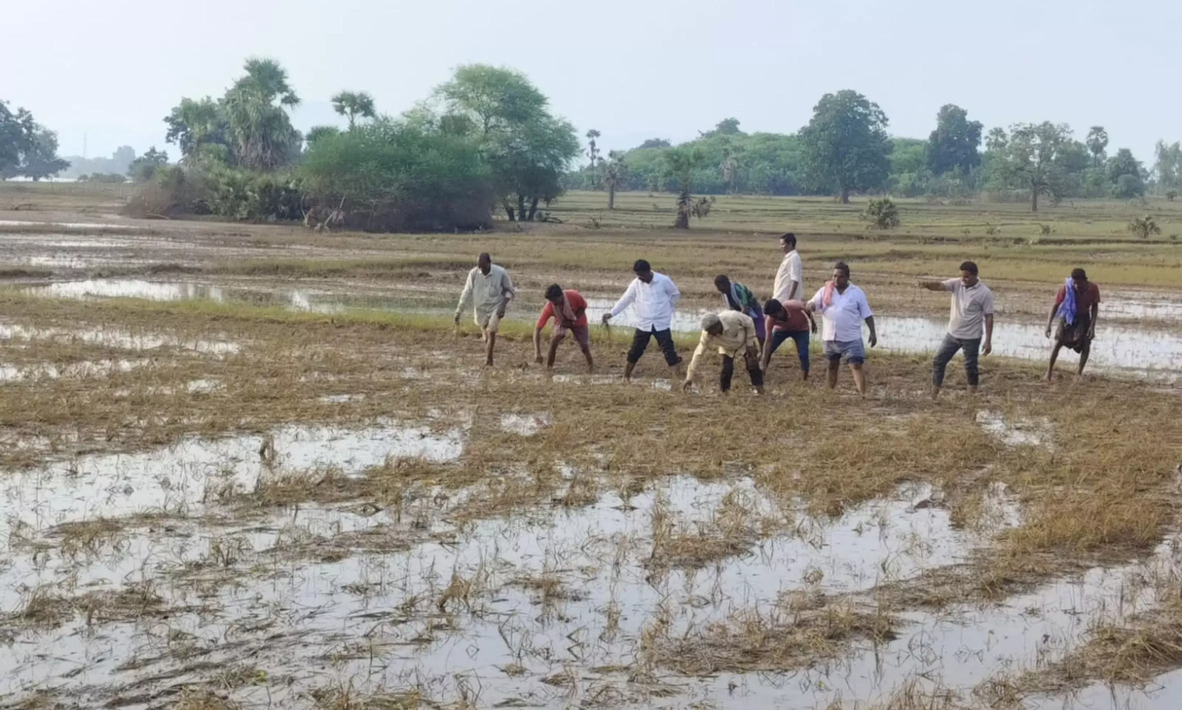 Heavy Rains Damage Crops in Rayalaseema