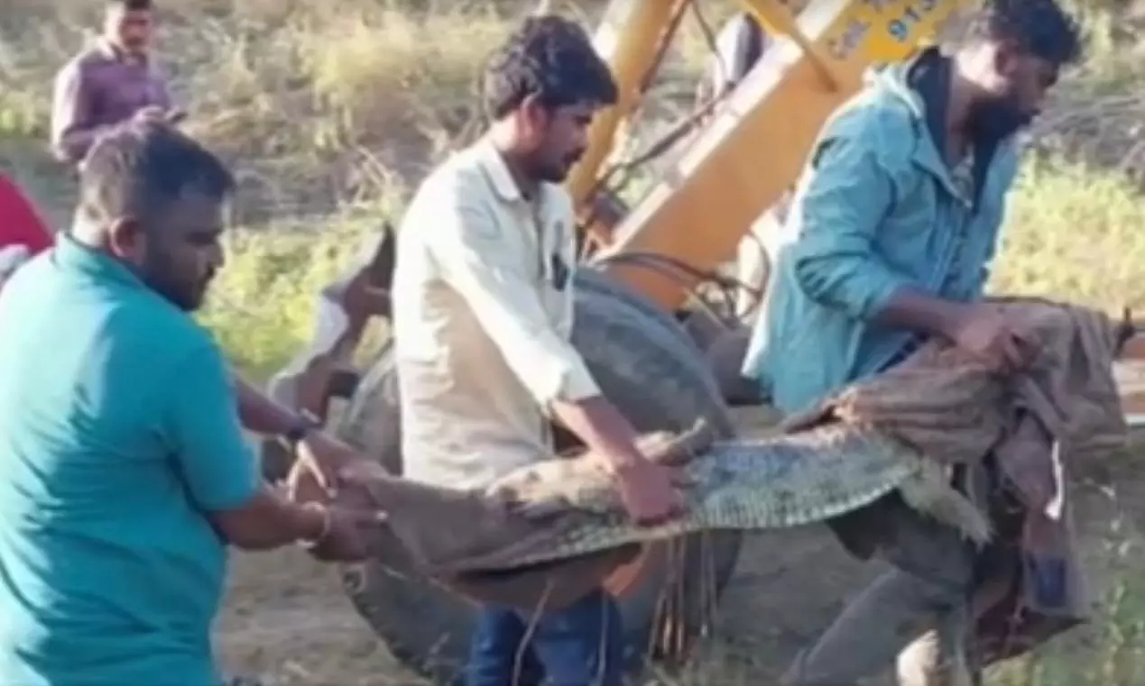 Zoo vehicle in accident, two escaped gharials caught