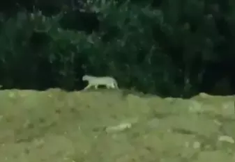 Forest Department Confirms Jungle Cat, Not Leopard, Spotted near Miyapur Metro Rail Station