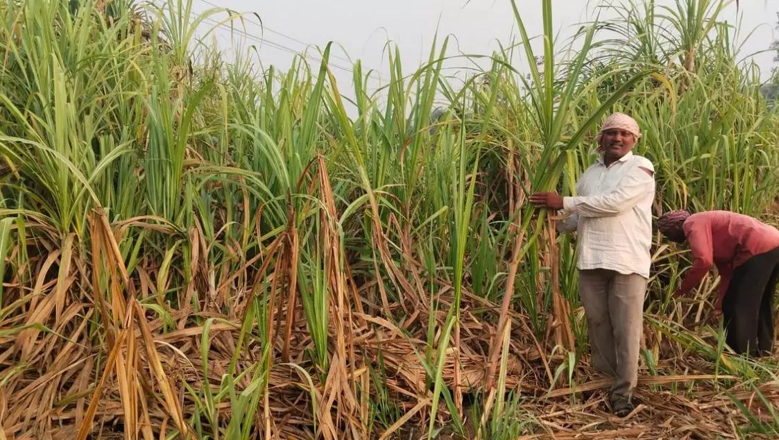 Incentive for sugarcane farmers