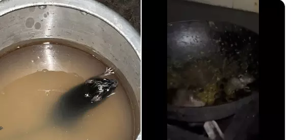 Viral videos show rats inside utensils in IIT Roorkee kitchen