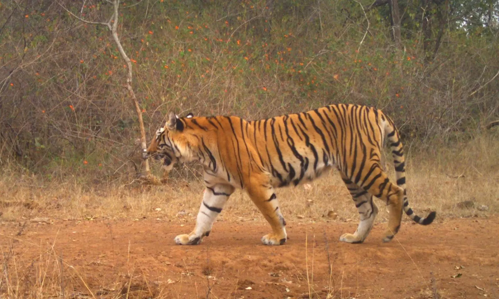 Tigress Makes 400km Journey to Find New Territory in Chhattisgarh