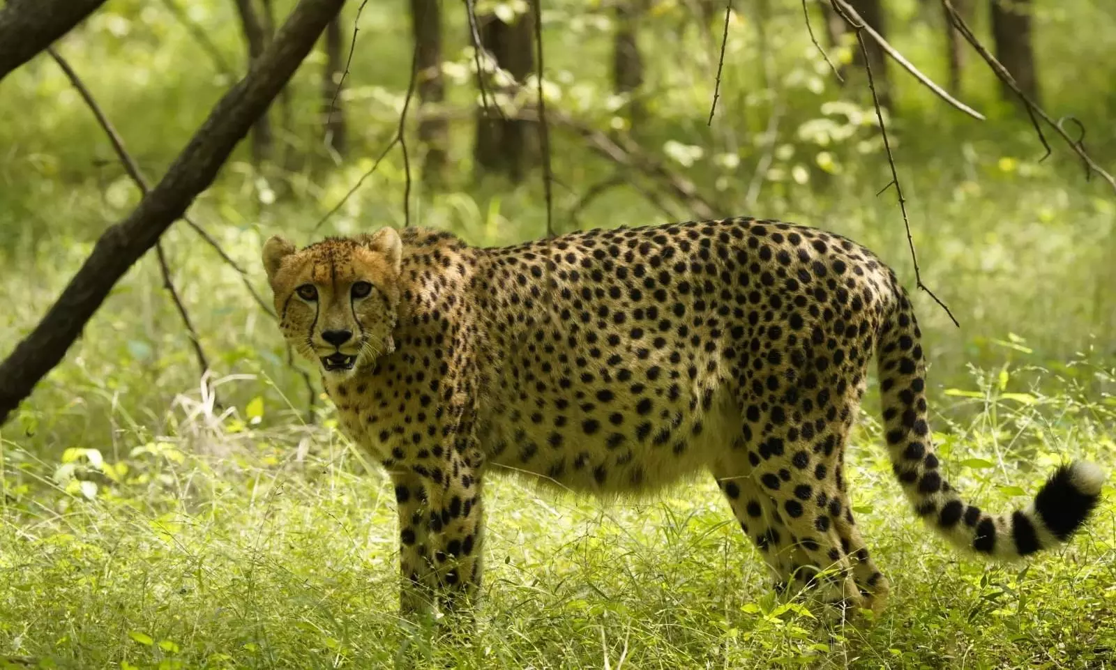 MP: Kuno awaits exciting news as female cheetah found pregnant