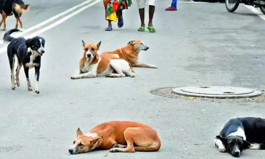 Stray Packs Sending Shivers Down Spines of OU Students