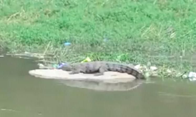 Crocodile mauls Indonesia plantation worker to death