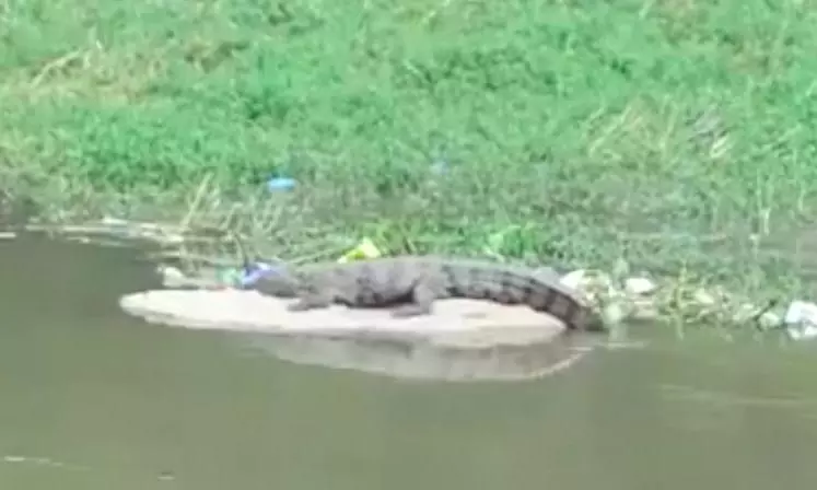 Second Crocodile Sighting in Musi River Near Salar Jung Museum