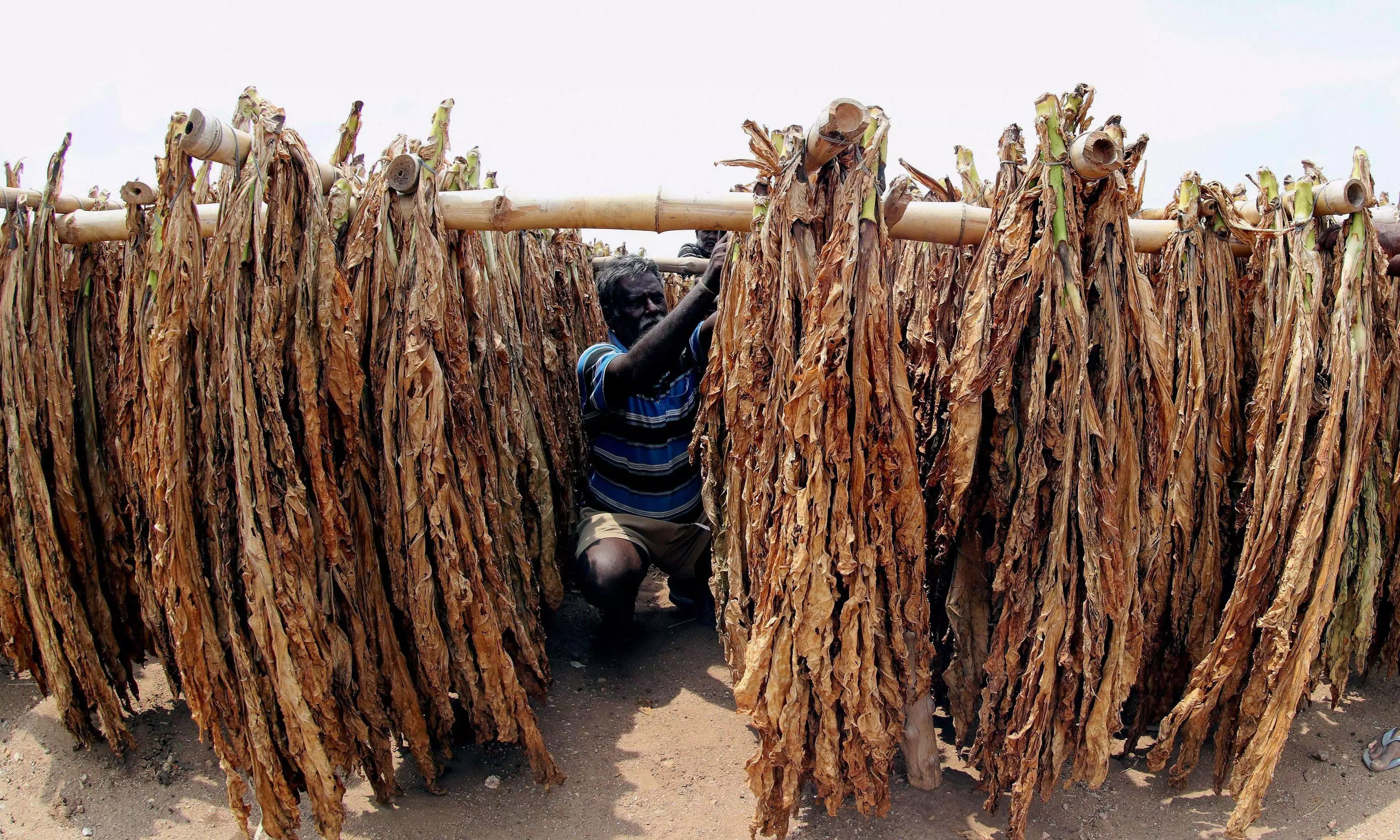 Record high prices for FCV tobacco in AP