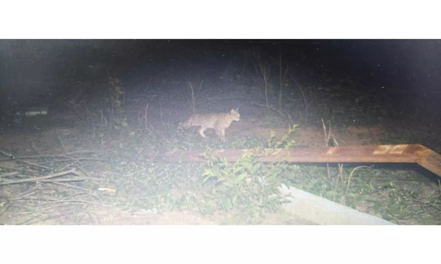 It’s a jungle cat at Miyapur Metro depot: Officials confirm