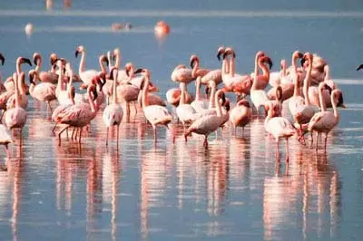 Winged guests arrive at Chilika lake before onset of winter