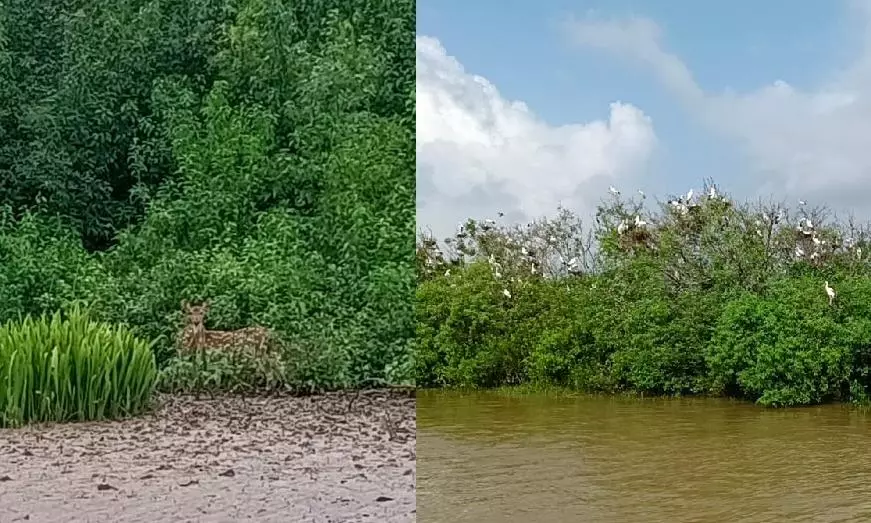 Will Natures Mangrove Defense Wall Save Bhitarkanika from Cyclone Danas Fury?