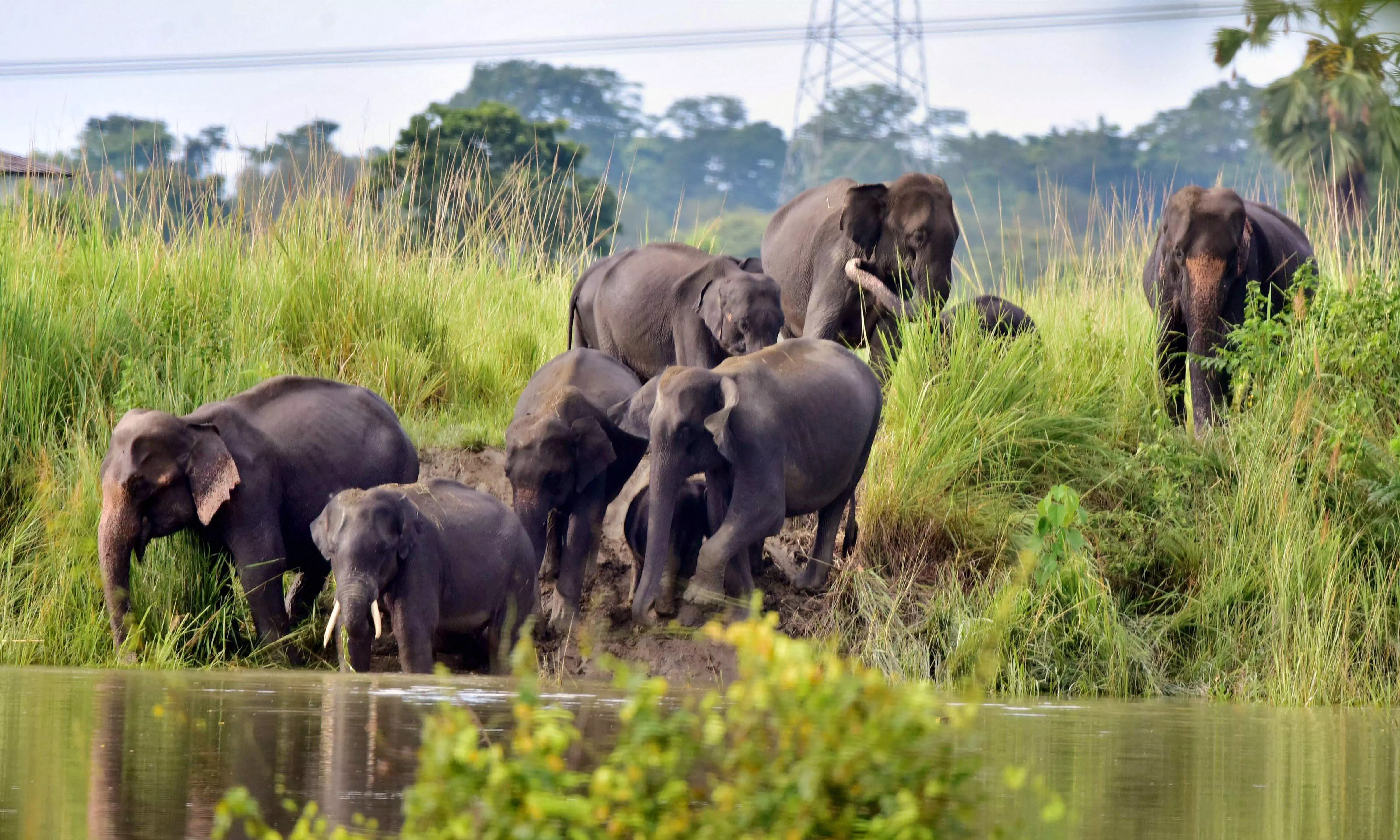 Wild Elephants Attack People, Destroy Crops