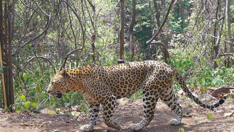 Leopard kills elderly woman in Gujarat's district