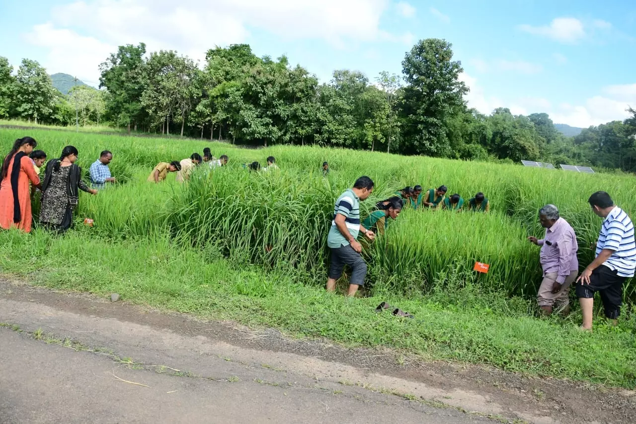 RARS attempting to revive ancient varieties of rice