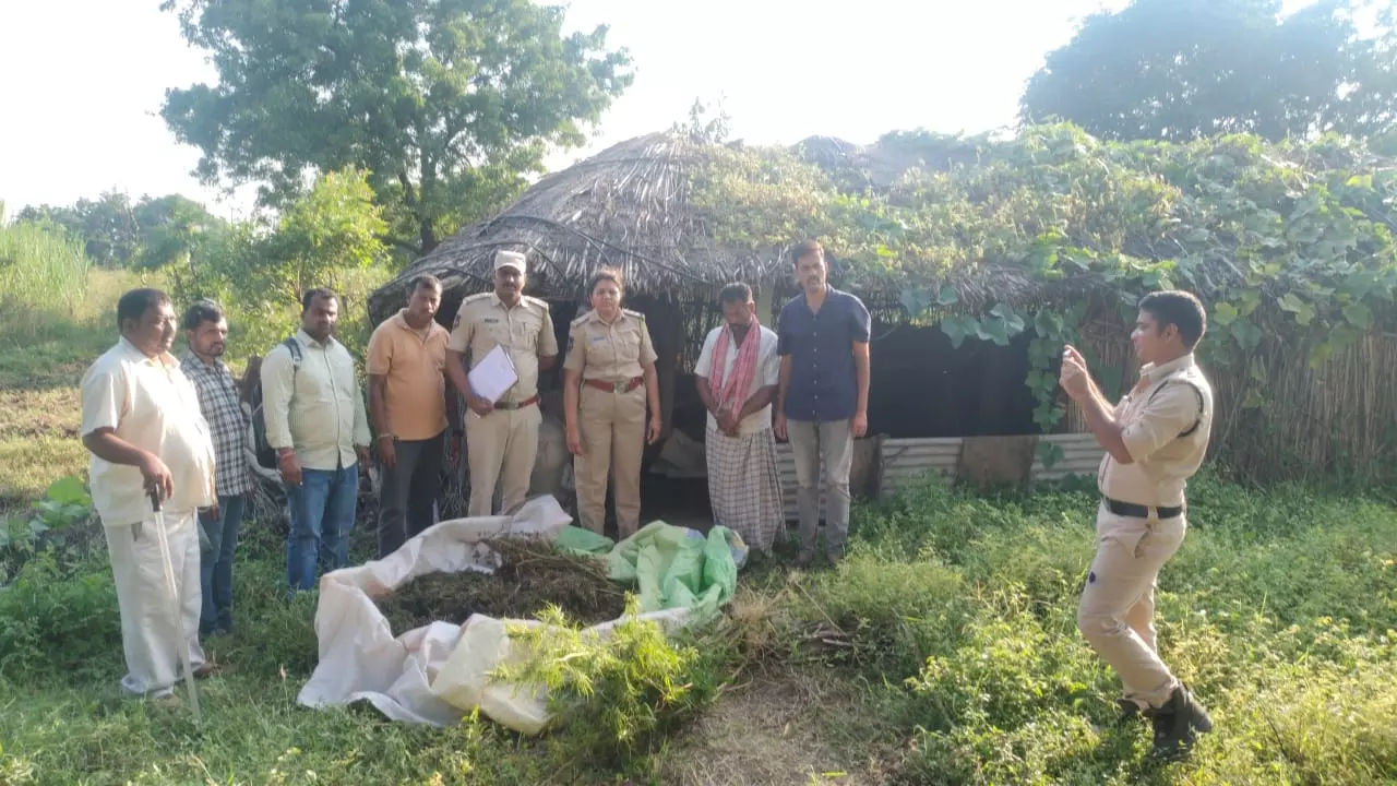 Ganja plants cultivated in farm land seized in Sangareddy, 1 held