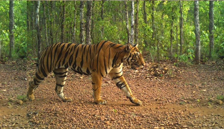 Asifabad DFO Says Locals’ Selfie Craze Provoked the Tiger