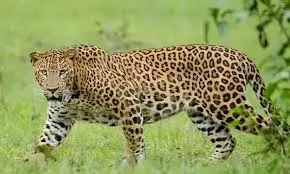 No leopard found in bhubaneswar airport area, says forest department