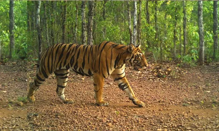 Tiger Movement in Kasipet Mandal of Mancherial