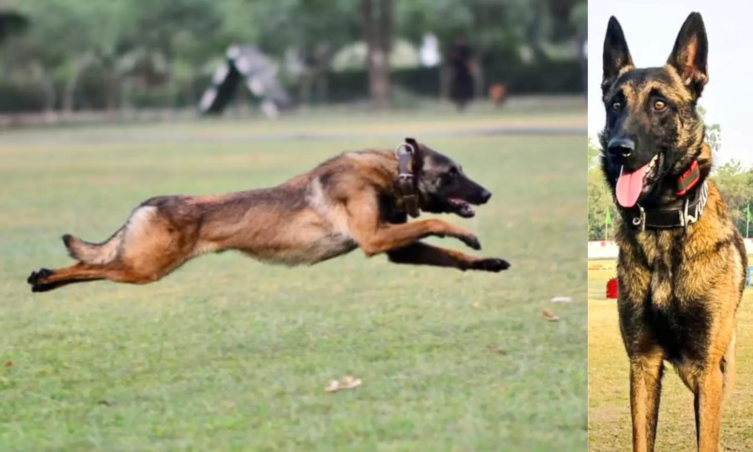 Indian Armys sniffer dog Phantom dies in counter-ambush operation in J-K