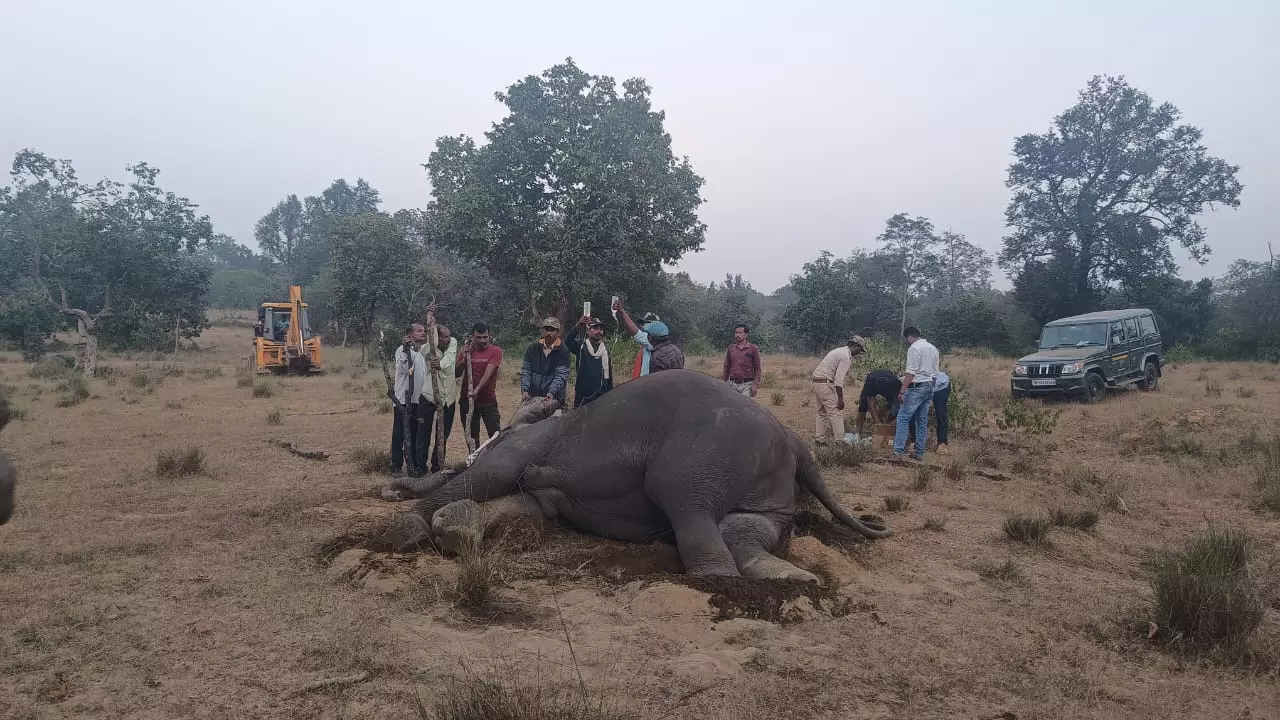 MP: 8 elephants die, another critically unwell in MP tiger reserve, poisoning suspected