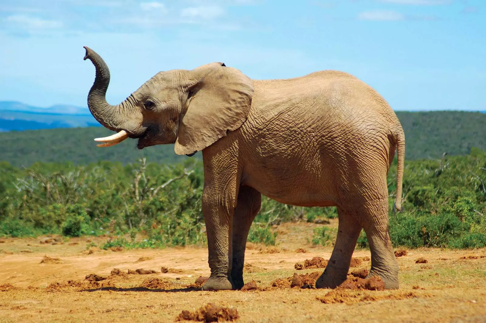 Madhya Pradesh: Elephant toll rises to 10, SIT to probe deaths