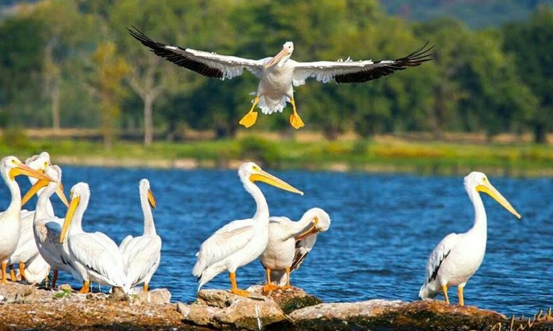 Migratory Birds Start Arriving in Kolleru