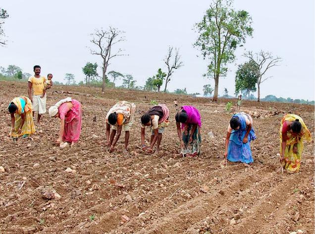 Telangana Seed Corporation Urges Farmers to Buy Seeds Directly from Outlets