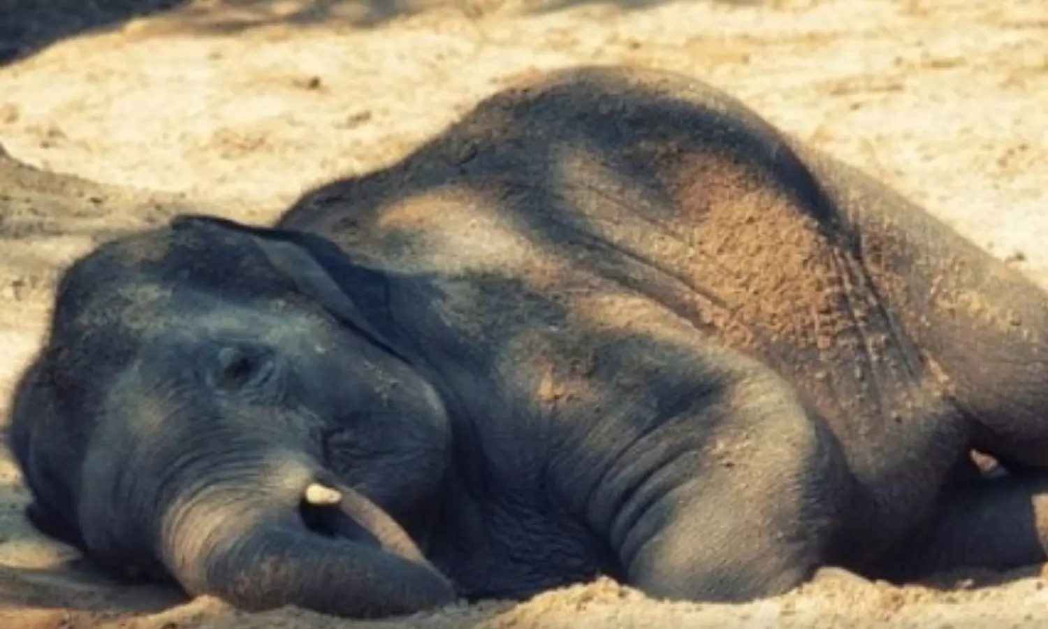 Elephants Die After Consuming Millet in Madhya Pradesh