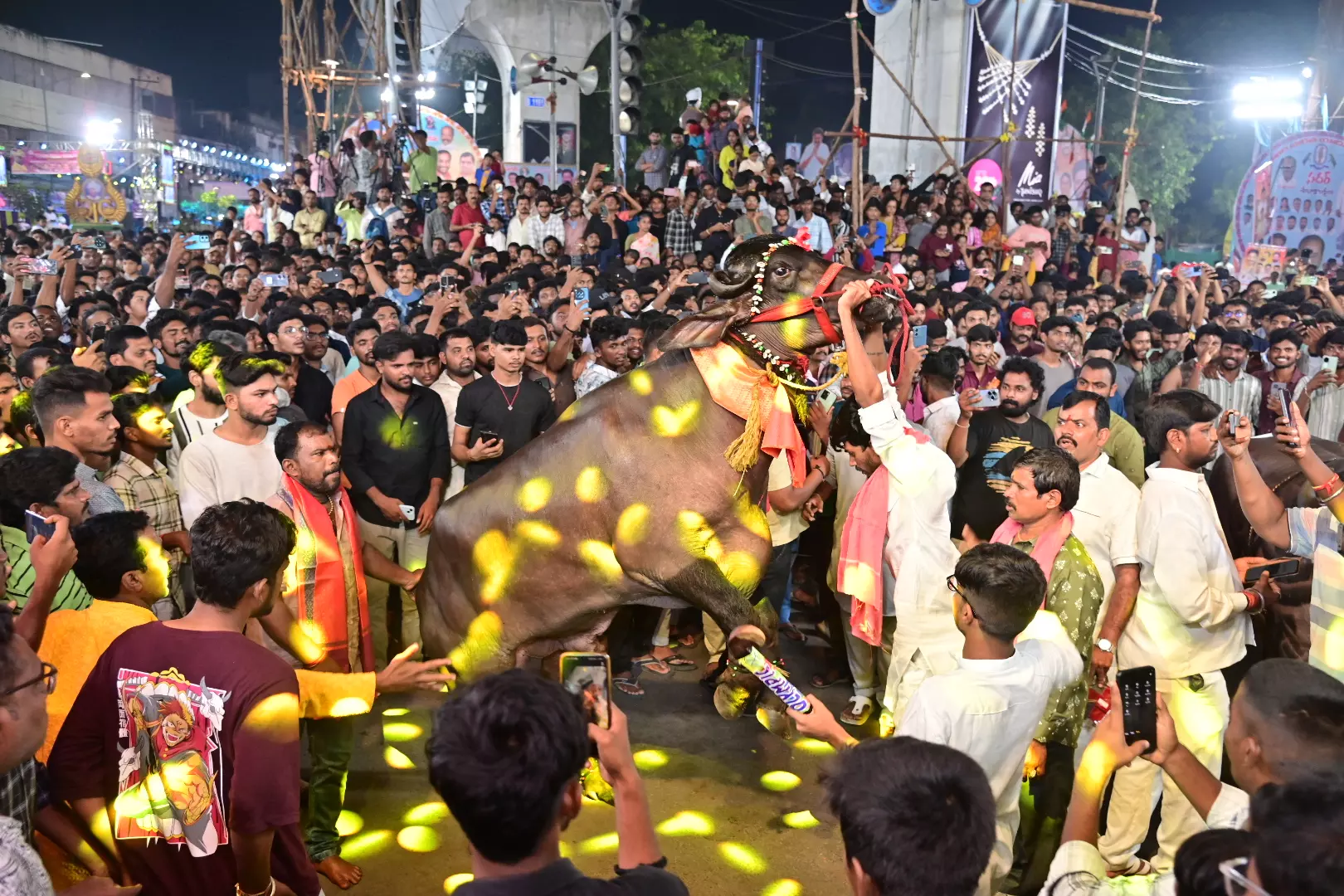 Majestic Bulls Hold Forte at Sadar Utsav Sammelan