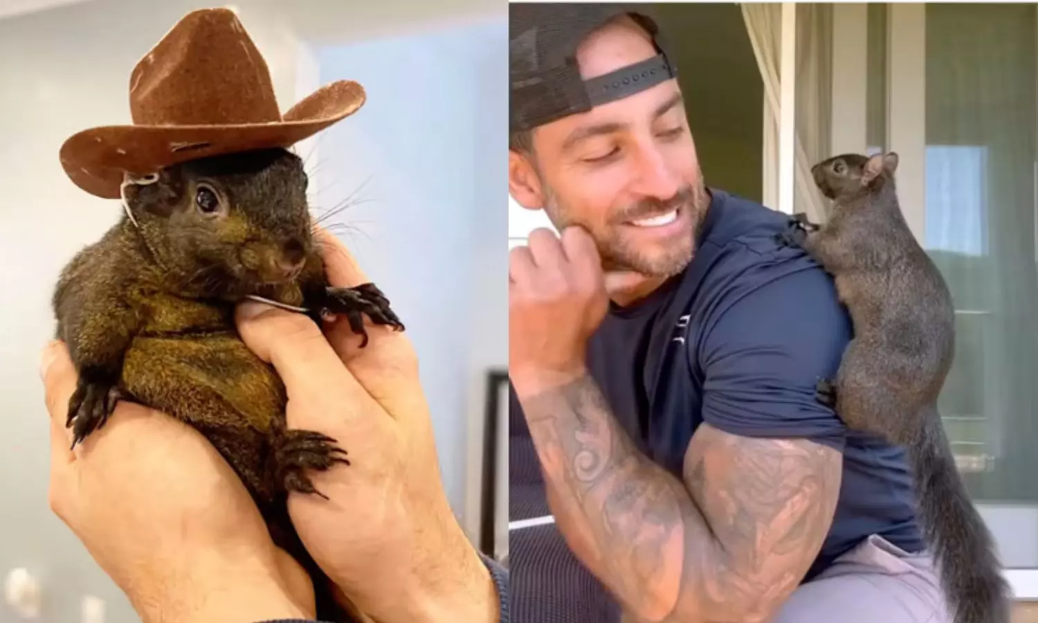 Internet star Peanut the Squirrel euthanized