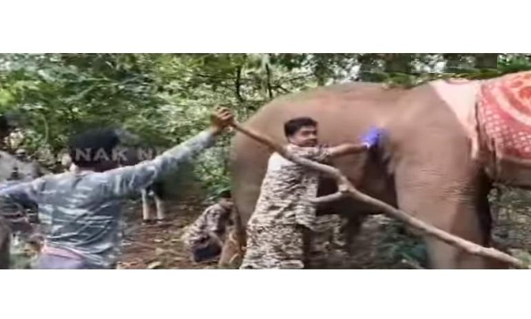 Elephant Gravely Injured by Arrows in Odisha's Cuttack, With Rescue Team Working Round the Clock