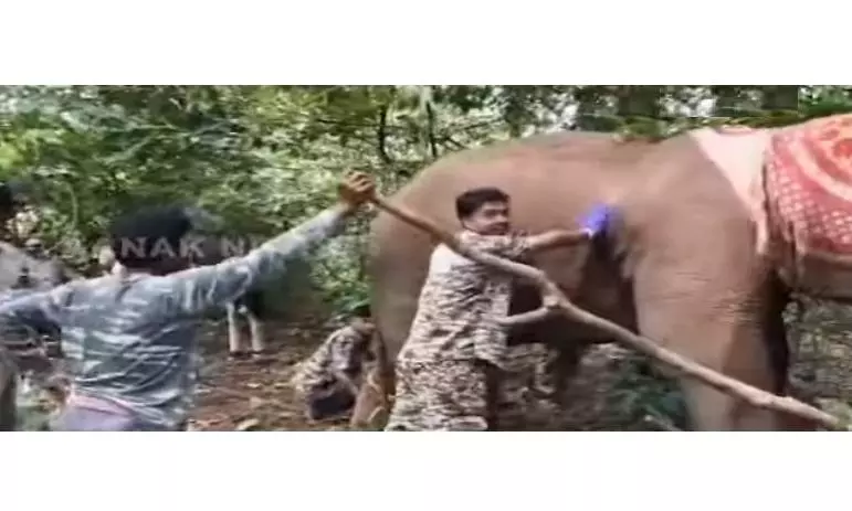 Elephant Shot With Arrows Fighting for Life in Odisha’s Cuttack