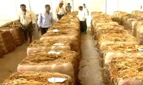 Record Prices for Tobacco Farmers in Prakasam: A Harvest Season to Remember