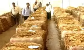 Tobacco farmers in Prakasam reap record profits