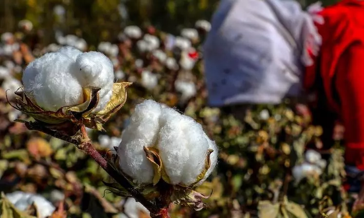 Telangana: Peak Cotton Picking Season May Hit Census in Adilabad