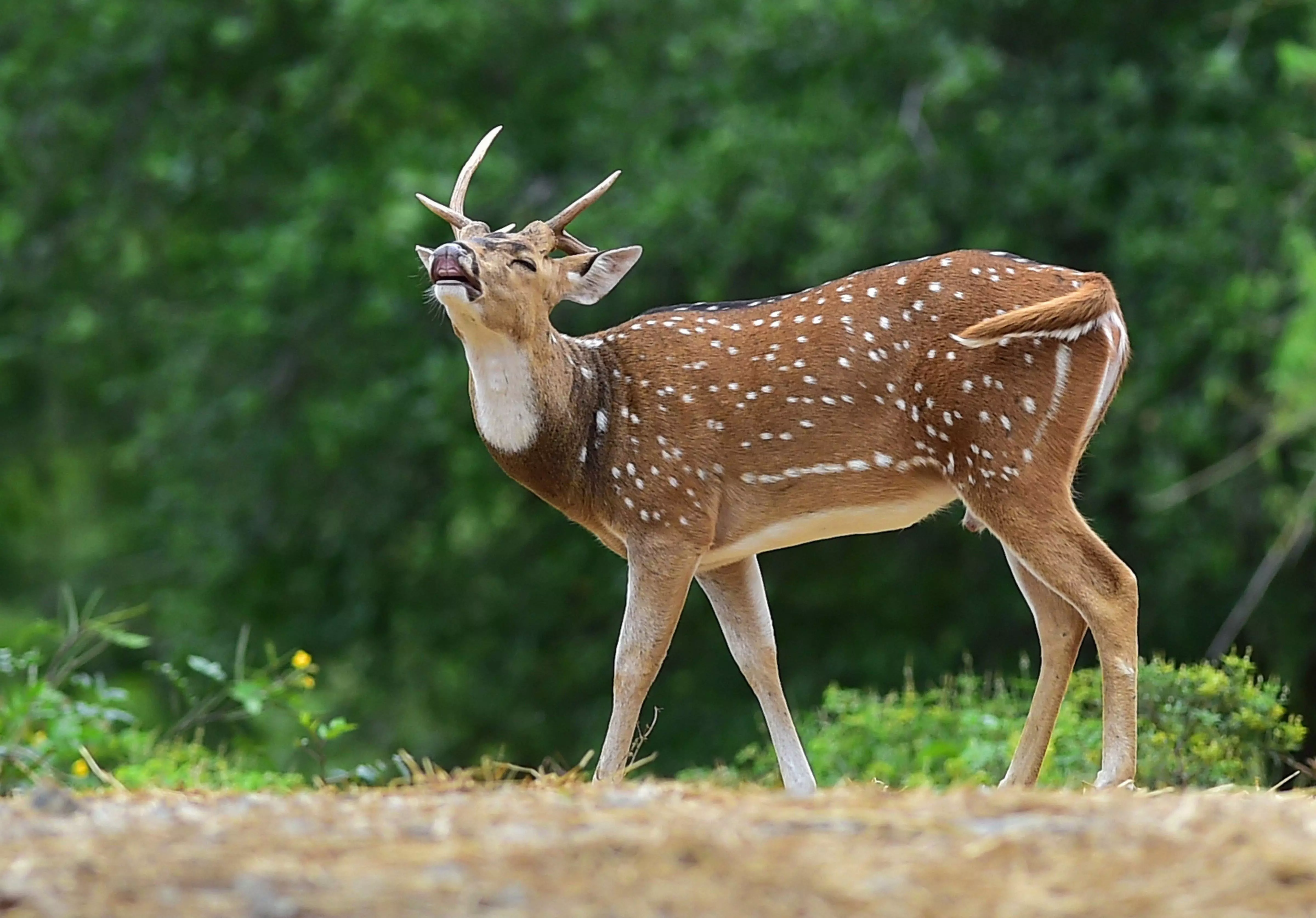 With None to Protect, Deer in Damagundam Forest Fall Prey to Poaching