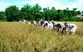 Farmers Block State Highway with Paddy, Accuse Rice-Millers of Fraud