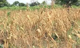 Farmers Wait for Dry Spell to Start Cutting Paddy