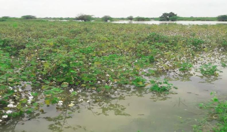 Haveri farmer's suicide due to crop loss, not Waqf notice: Police