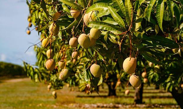 Agri-Tech Boosts Mango Farming in Andhra Pradesh