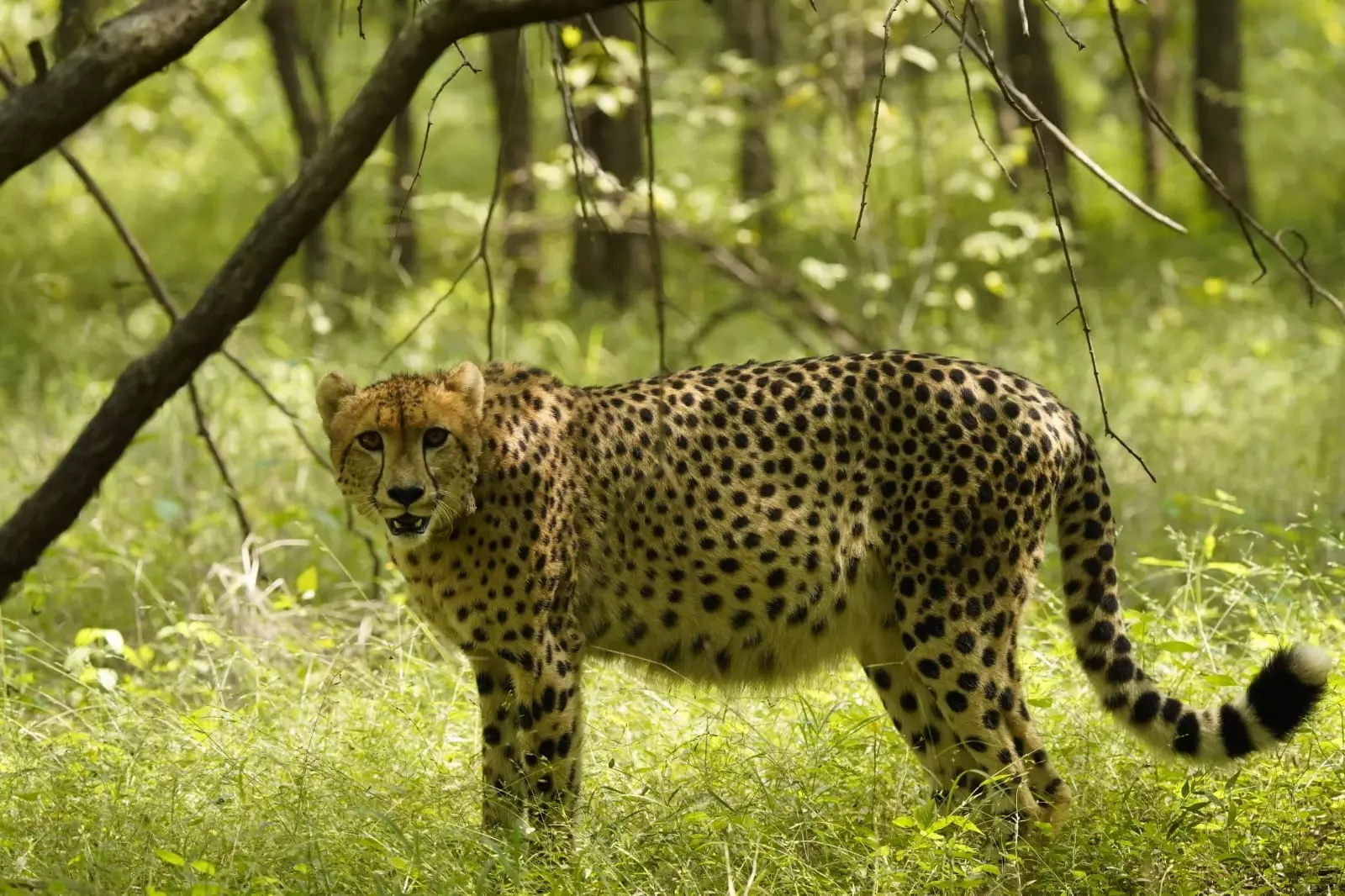 Madhya Pradesh: No Decision Yet on Cheetah Release in Kuno Park