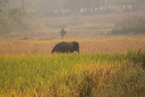 Elephant Calf Dies in Bandhavgarh Tiger Reserve, Raising Toll to 11