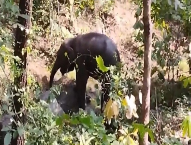 Elephant Calf hurt in suspected bomb blast in Chhattisgarh forest