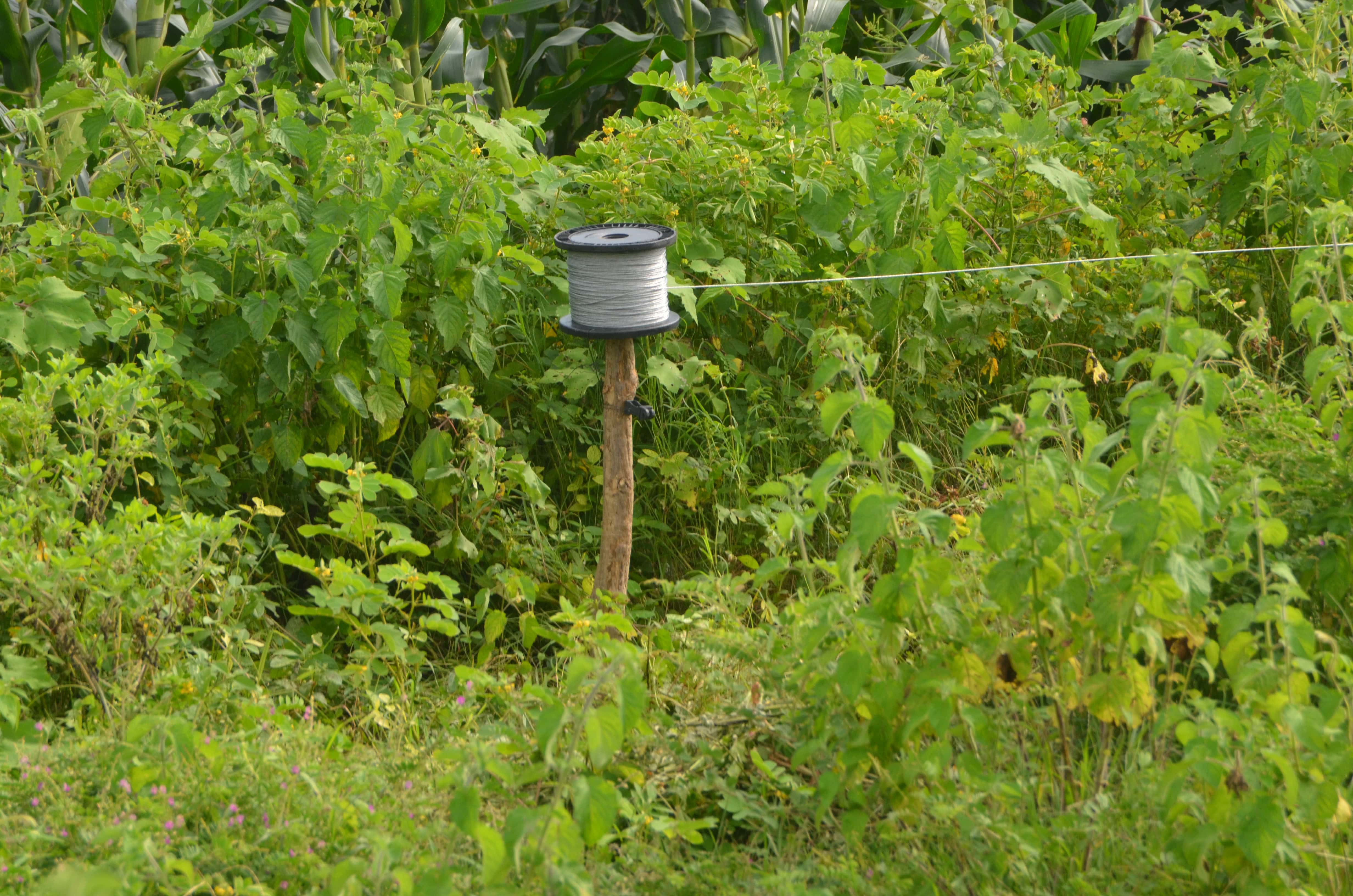 Tigers in Adilabad Face Threat from Speeding Vehicles, Live Wires