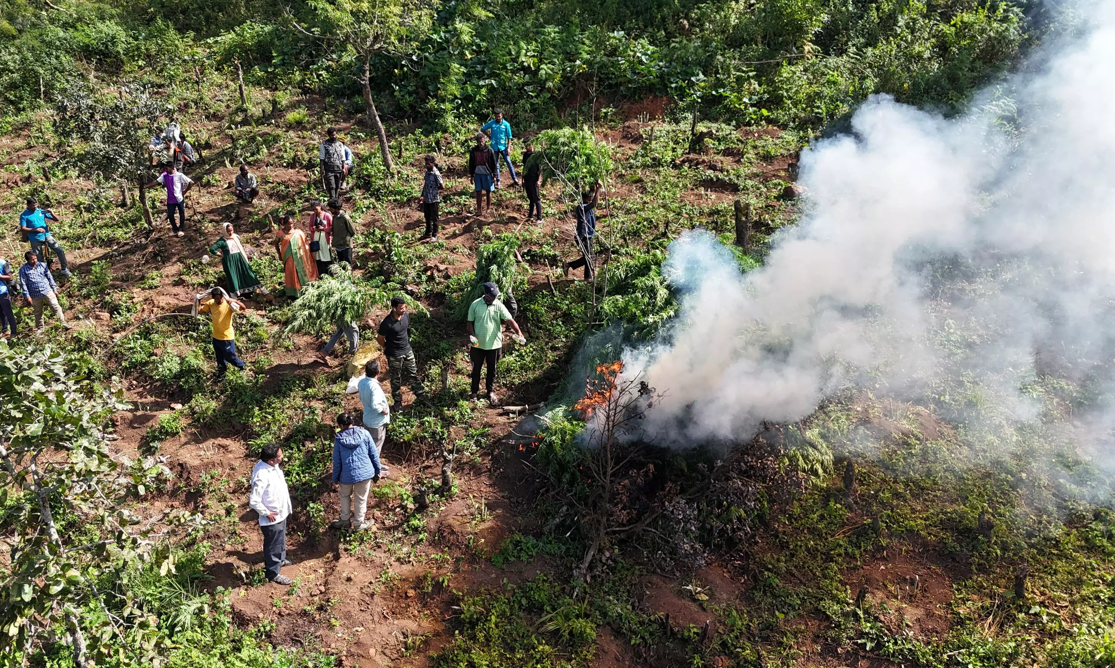 Police Use Drones to Detect and Destroy 5 Acres of Cannabis Cultivation