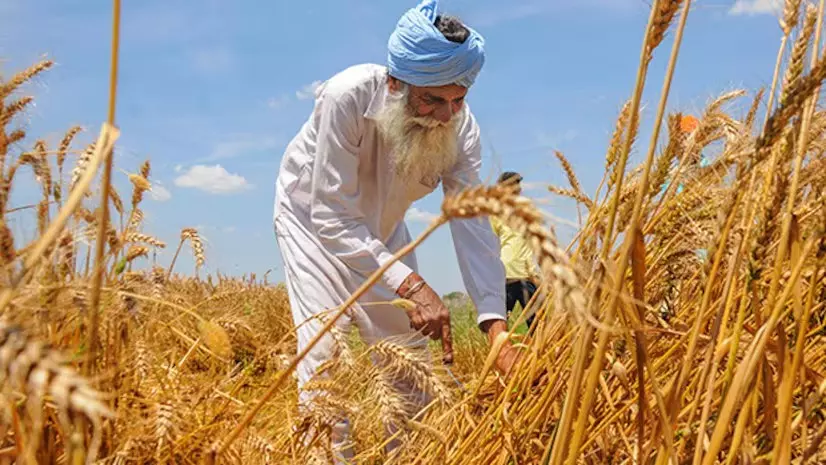 Indian wheat prices hit record high on strong demand, supply crunch