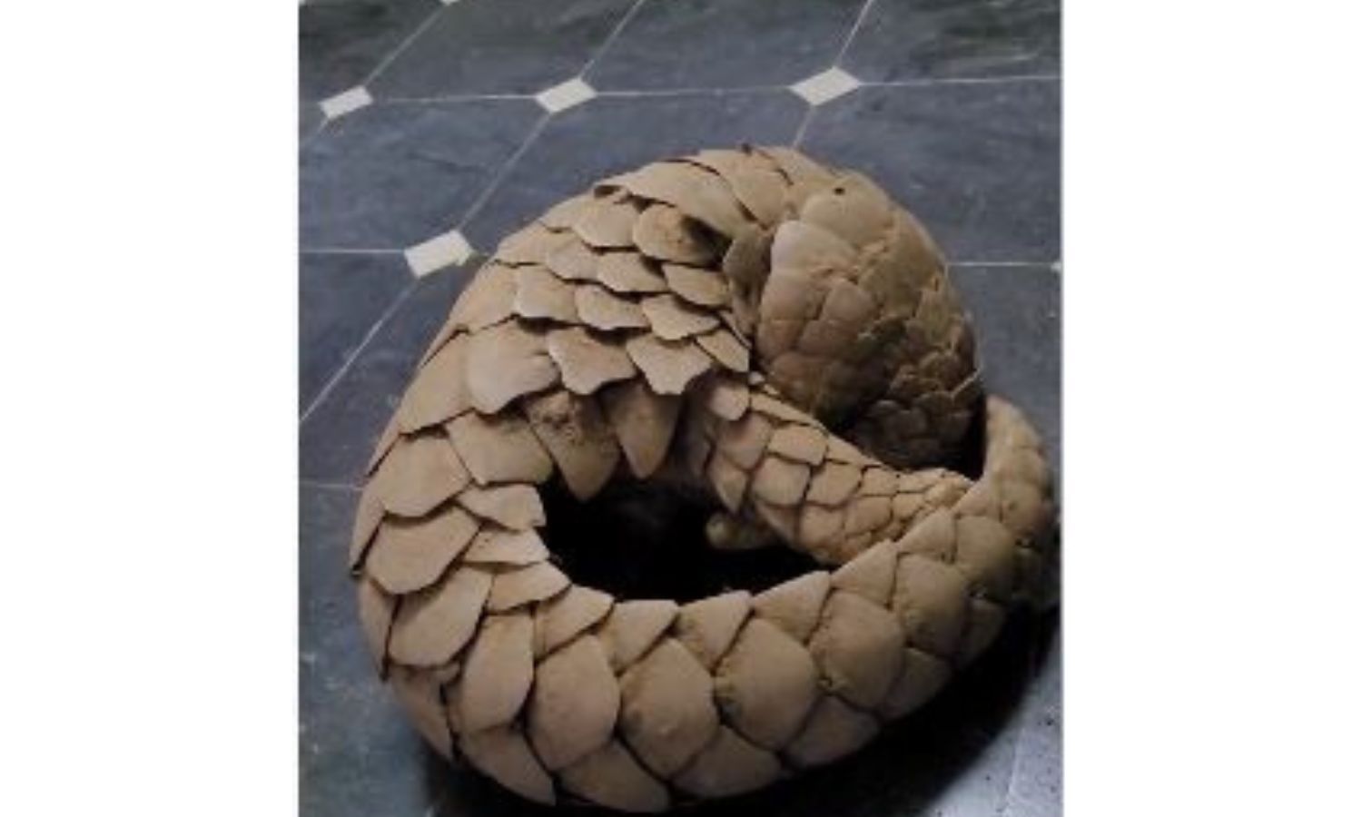 DRI rescues live Pangolin at Kadiri in AP; 4 held